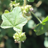 <i>Malva parviflora</i>  L.